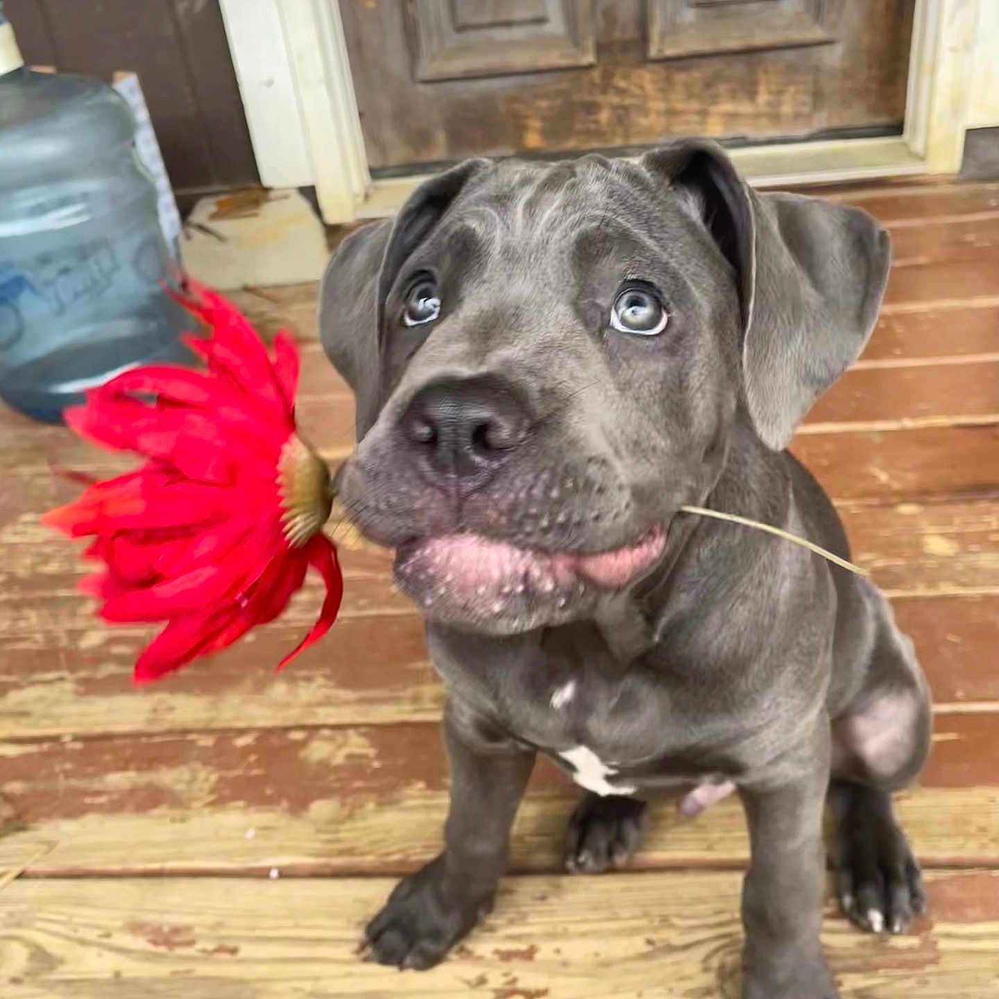 Bruno is registered to the contest to win money with this photo: animal, bulldog, canine, dog, door, flower, greatdane, hardwood, hound, indoors, interiordesign, labradorretriever, leaf, pet, pitbull, plant, pottedplant, puppy, snout, wood