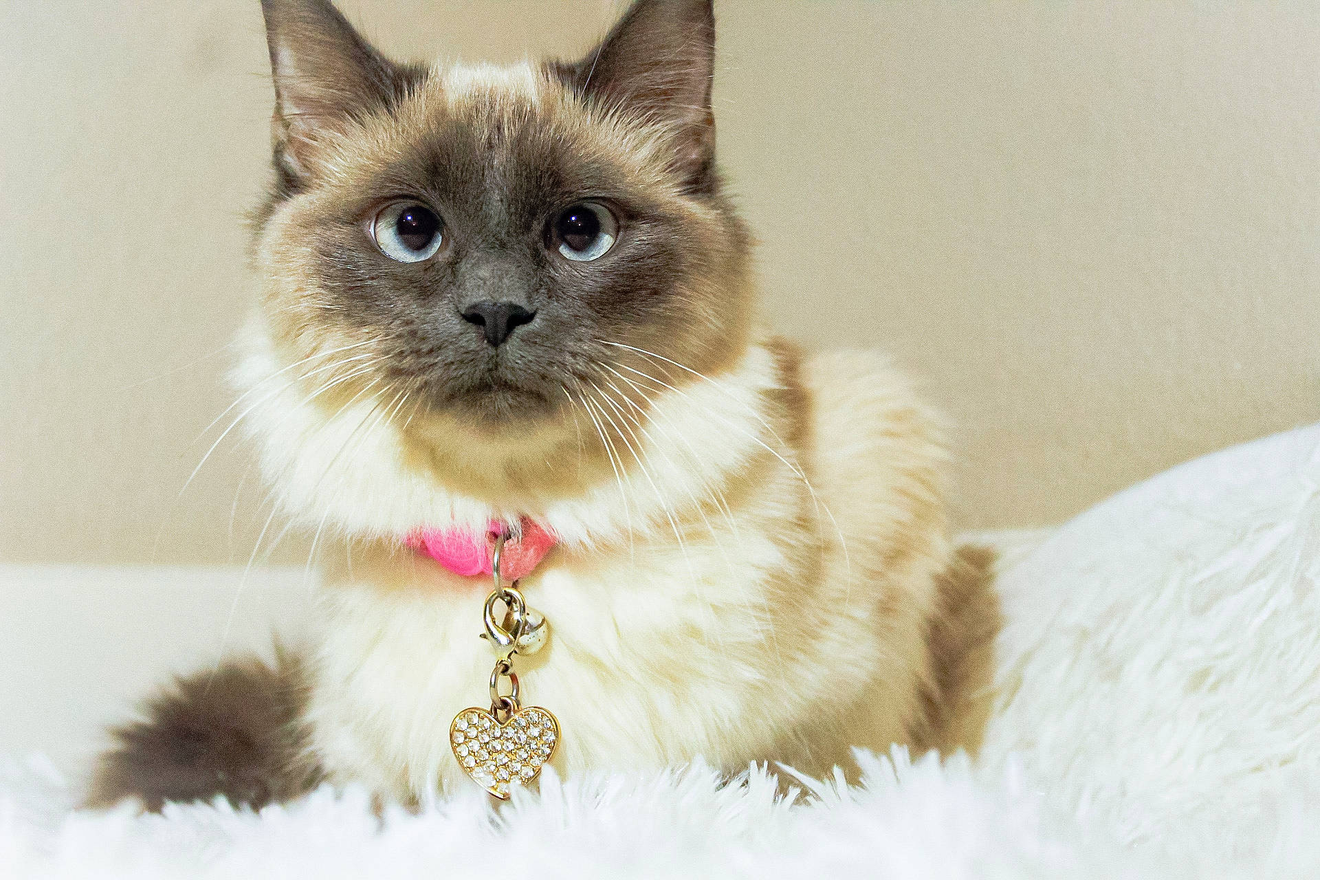 Amora is registered to the contest to win money with this photo: beige, birman, carnivore, cat, chain, collar, fawn, felidae, fur, iris, mammal, natural_material, pet_supply, siamese, small_to_medium_sized_cats, snout, thai, tonkinese, vertebrate, whiskers