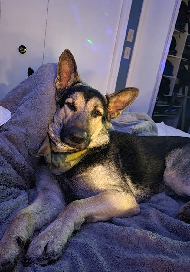 Chico joined the competition — help win amazing prizes! canidae, canis, carnivore, comfort, companion_dog, dog, dog_breed, east_european_shepherd, fawn, fur, german_shepherd_dog, guard_dog, herding_dog, king_shepherd, old_german_shepherd_dog, paw, snout, sporting_group, terrestrial_animal, working_animal