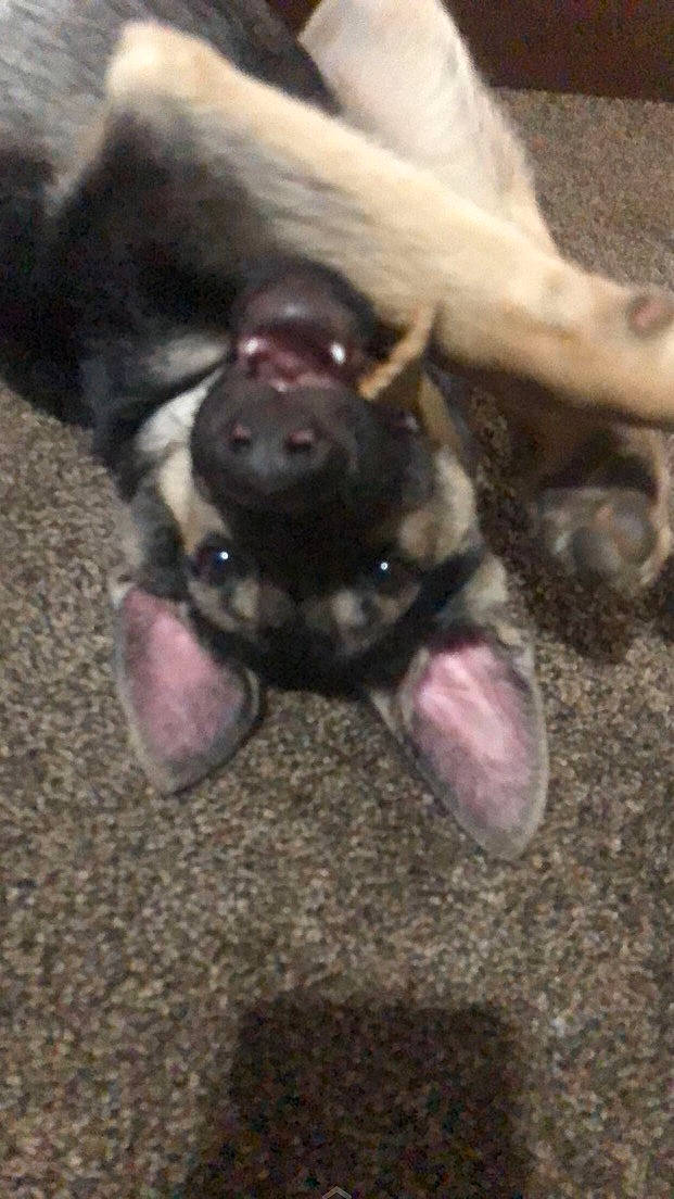 Chico is registered to the contest to win money with this photo: canidae, carnivore, claw, companion_dog, dog, dog_breed, fawn, foot, fur, gesture, liver, paw, puppy, snout, sporting_group, terrestrial_animal, toy_dog, whiskers, working_animal, wrinkle