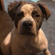 Romeo joined the competition — help win amazing prizes! animal, blurry_background, brown, canine, carpet, close_up, companion, cute, dog, domestic_animal, ears, face, friend, fur, indoor, looking_at_camera, pet, portrait, sitting, white