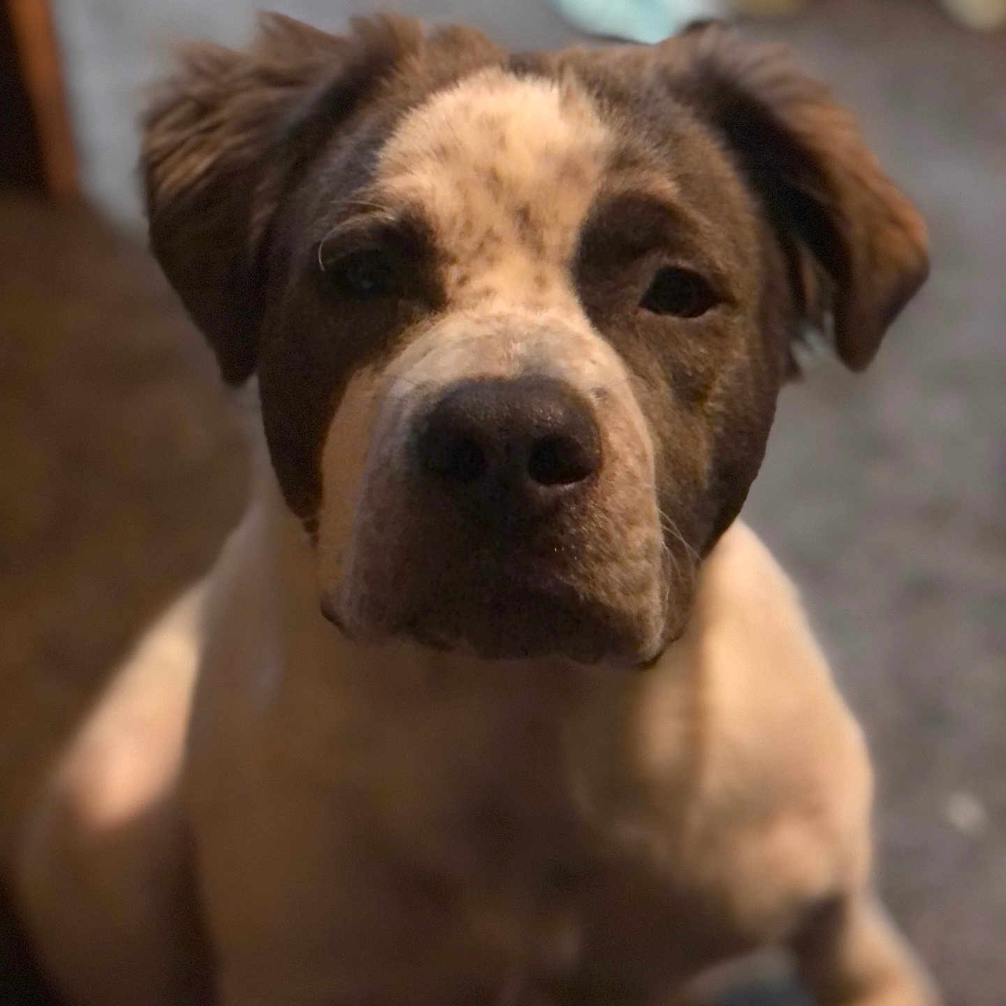 Romeo joined the competition — help win amazing prizes! animal, blurry_background, brown, canine, carpet, close_up, companion, cute, dog, domestic_animal, ears, face, friend, fur, indoor, looking_at_camera, pet, portrait, sitting, white