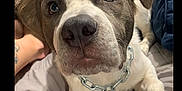 Romeo joined the competition — help win amazing prizes! accessories, animal, beagle, blanket, boxer, bulldog, canine, couch, cushion, dog, furniture, homedecor, hound, labradorretriever, person, pet, pitbull, pointer, puppy, strap