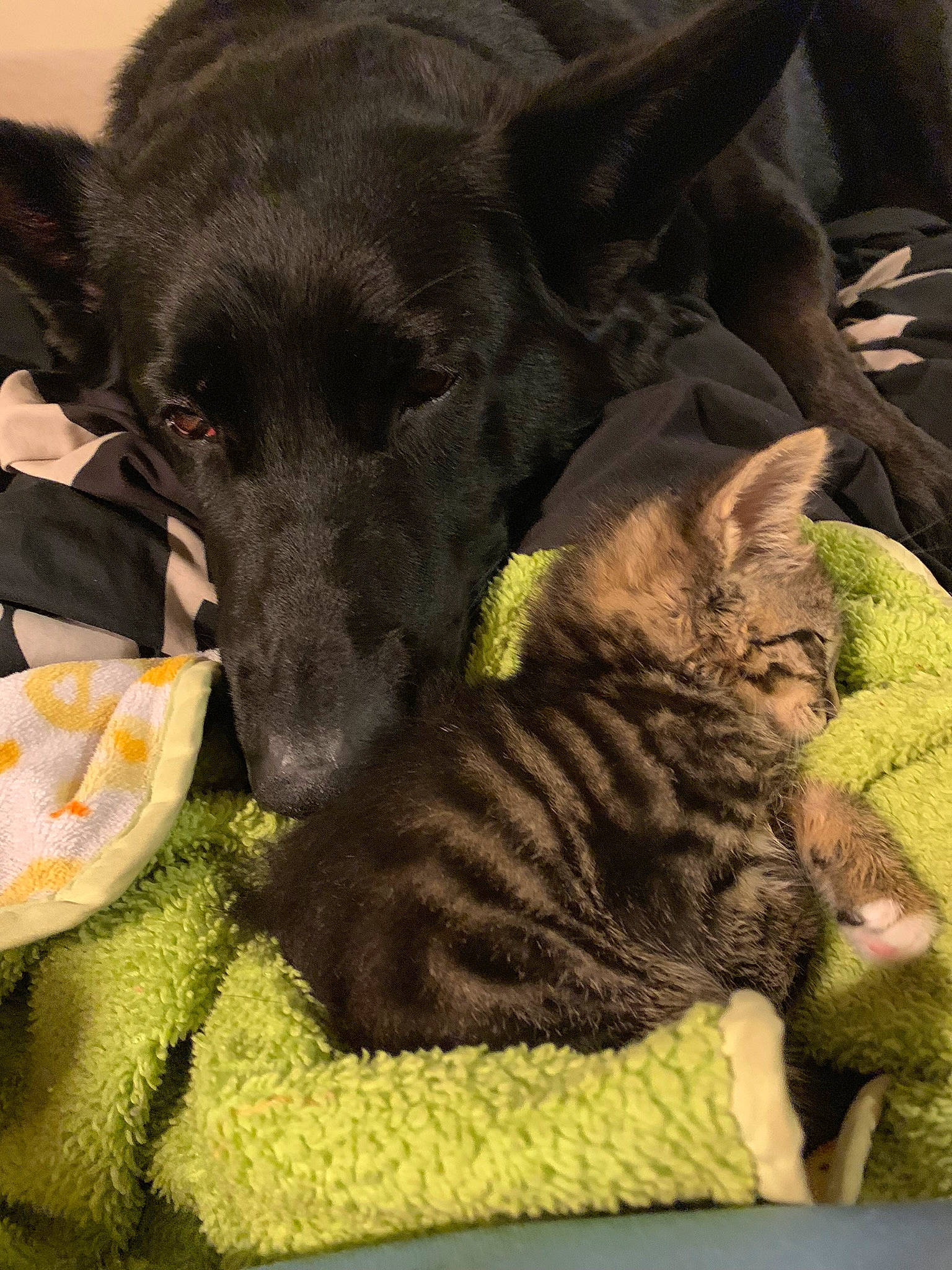 Karma is registered to the contest to win money with this photo: carnivore, cat, comfort, companion_dog, dog, dog_breed, dog_collar, domestic_short_haired_cat, fawn, felidae, fur, liver, mammal, small_to_medium_sized_cats, sporting_group, tail, vertebrate, whiskers, working_animal, yellow