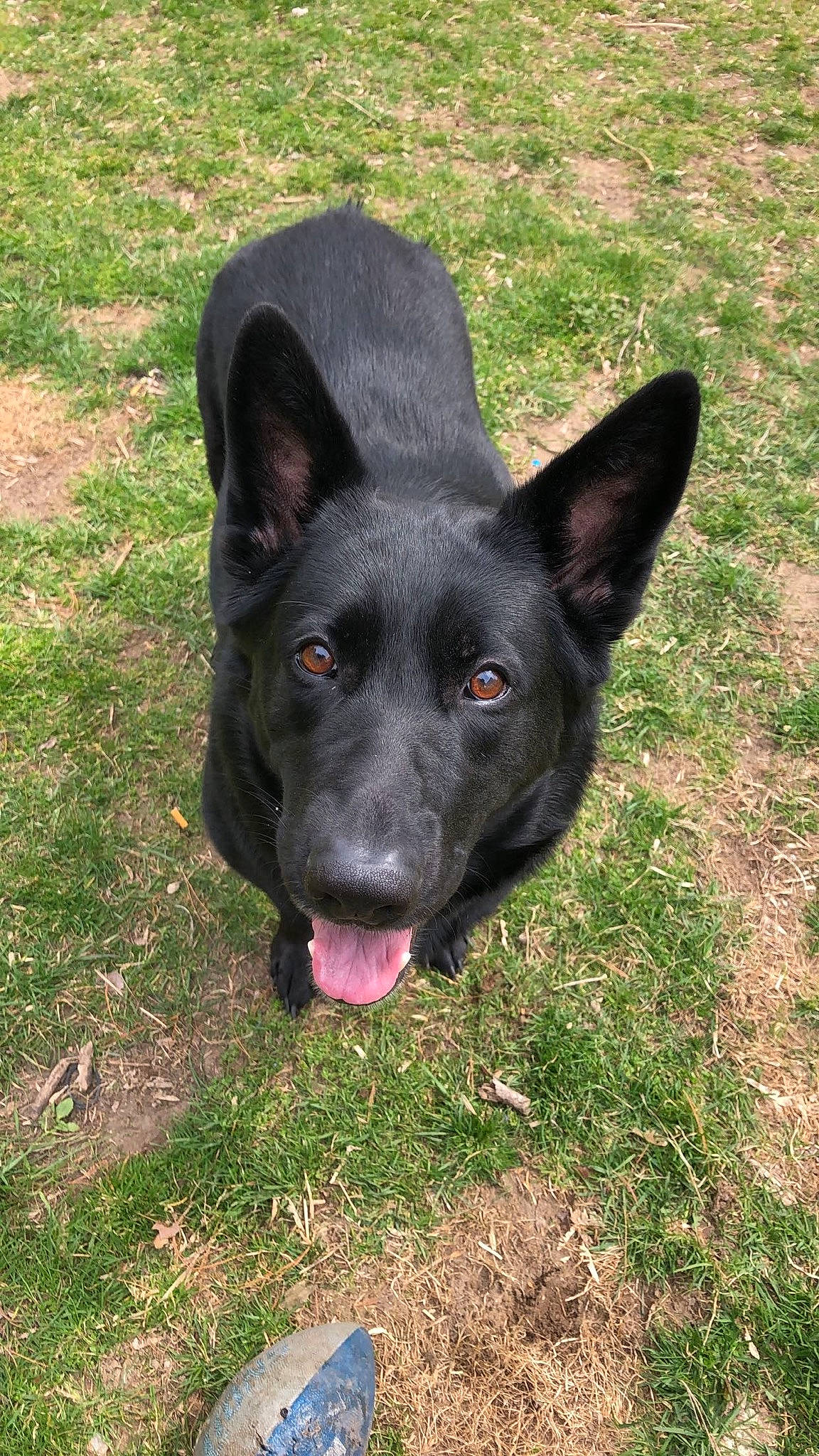 Karma joined the competition — help win amazing prizes! borador, canidae, carnivore, companion_dog, dog, dog_breed, grass, non_sporting_group, plant, sporting_group, tail, terrestrial_animal, whiskers, working_animal, working_dog