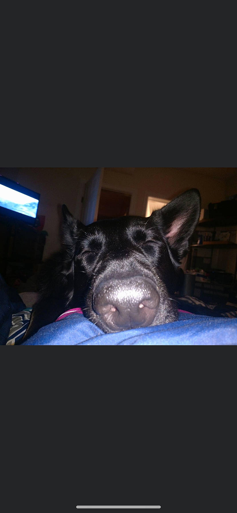 Karma is registered to the contest to win money with this photo: canidae, carmine, carnivore, comfort, companion_dog, darkness, dog, dog_breed, ear, electric_blue, fawn, felidae, foot, fur, guard_dog, paw, snout, sporting_group, suidae, whiskers