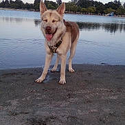 Gringo joined the competition — help win amazing prizes! dog, canine, outdoor, lake, water, sand, nature, trees, sky, happy, pet, animal, smiling, tongue_out, daytime, calm, leash, standing, shore, peaceful