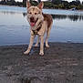 dog, canine, outdoor, lake, water, sand, nature, trees, sky, happy, pet, animal, smiling, tongue_out, daytime, calm, leash, standing, shore, peaceful