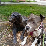Kiwi is registered to the contest to win money with this photo: dog, statue, bronze, outdoor, grass, tree, leash, sidewalk, bench, building, park, pet, animal, nature, resting, daylight, canine, sculpture, brown, white