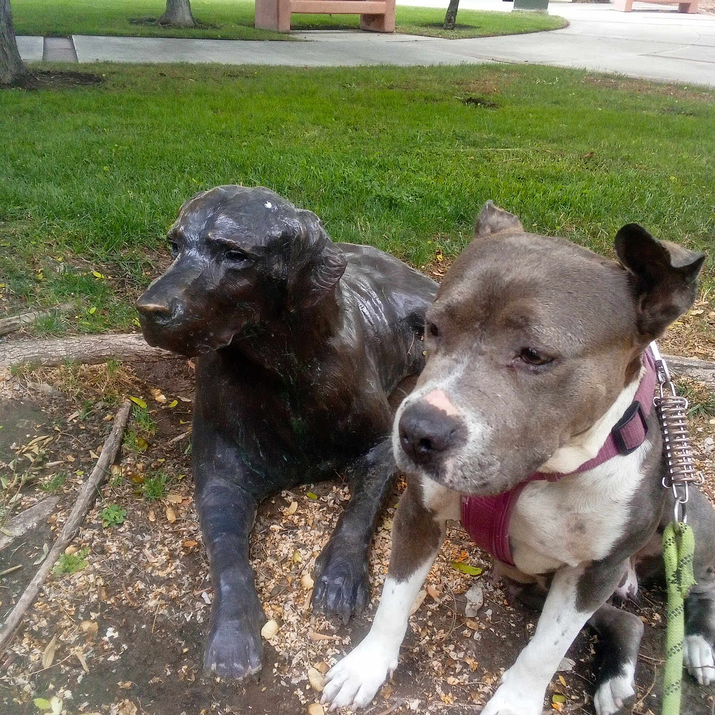Kiwi is registered to the contest to win money with this photo: animal, bench, bronze, brown, building, canine, daylight, dog, grass, leash, nature, outdoor, park, pet, resting, sculpture, sidewalk, statue, tree, white