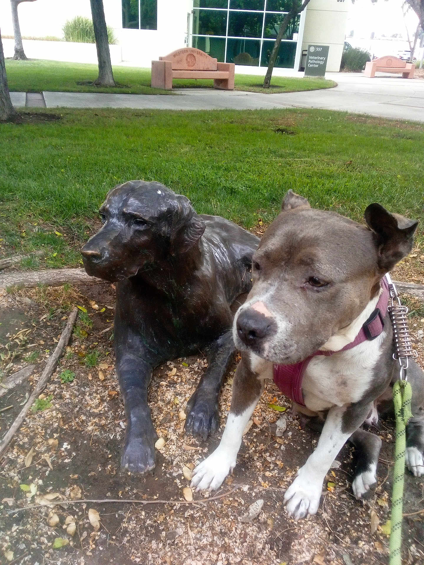 Kiwi is registered to the contest to win money with this photo: dog, statue, bronze, outdoor, grass, tree, leash, sidewalk, bench, building, park, pet, animal, nature, resting, daylight, canine, sculpture, brown, white