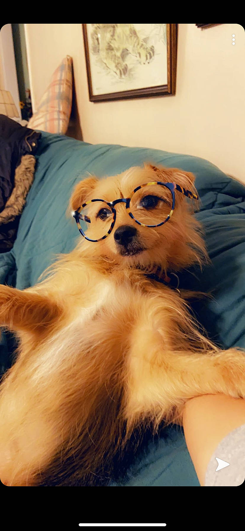 Colby joined the competition — help win amazing prizes! canidae, carnivore, companion_dog, dog, dog_breed, eyewear, glasses, pomeranian, snout, sporting_group, tibetan_spaniel, toy_dog