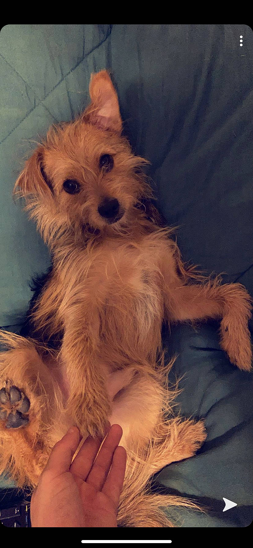 Colby joined the competition — help win amazing prizes! australian_terrier, cairn_terrier, canidae, carnivore, companion_dog, dog, dog_breed, dutch_smoushond, mammal, morkie, norfolk_terrier, norwich_terrier, puppy, rare_breed_dog, schnoodle, snout, sporting_lucas_terrier, terrier, vertebrate, yorkshire_terrier