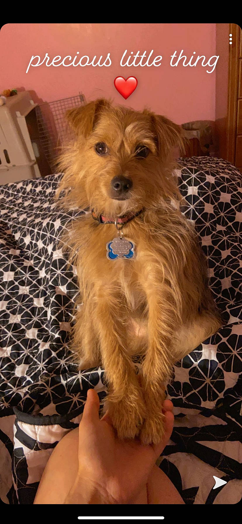 Colby joined the competition — help win amazing prizes! australian_silky_terrier, australian_terrier, cairn_terrier, canidae, carnivore, companion_dog, dog, dog_breed, dutch_smoushond, mammal, morkie, norfolk_terrier, norwich_terrier, rare_breed_dog, small_terrier, sporting_lucas_terrier, terrier, vertebrate, yorkipoo, yorkshire_terrier