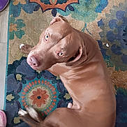Kingston is registered to the contest to win money with this photo: dog, brown, pet, indoor, rug, patterned_rug, looking_up, floor, paw, animal, canine, ears, nose, eyes, fur, domestic_animal, relaxed, colorful, footwear, home
