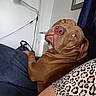 animal, brown_dog, canine, close_up, couch, dog, domestic_animal, furniture, indoor, lamp, leopard_print, living_room, looking_back, mirror, person, pet, relaxed, seated, shirt, wall