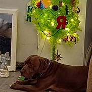 Kingston joined the competition — help win amazing prizes! animal, brown_dog, calm, chain_collar, christmas, christmas_tree, decor, dog, festive, floor, furniture, holiday_decorations, home, indoor, lights, mirror, ornaments, pet, relaxed, seasonal