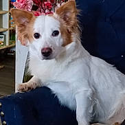 Tiggy is registered to the contest to win money with this photo: dog, white_dog, brown_patches, fluffy, pet, indoor, chair, blue_chair, flowers, pink_flowers, furniture, canine, animal, relaxed, looking_at_camera, domestic, household, paw, snout, ears