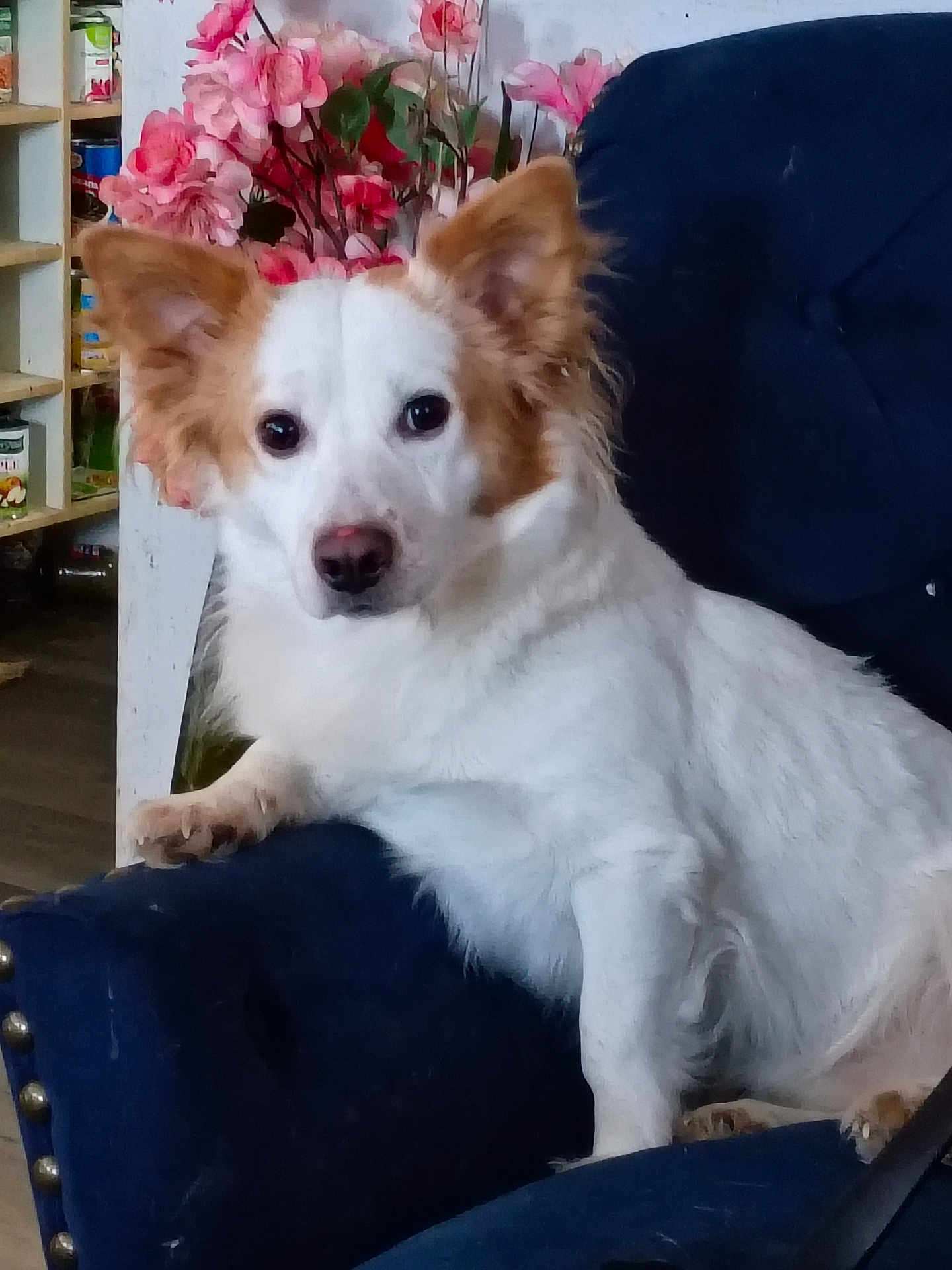 Tiggy is registered to the contest to win money with this photo: dog, white_dog, brown_patches, fluffy, pet, indoor, chair, blue_chair, flowers, pink_flowers, furniture, canine, animal, relaxed, looking_at_camera, domestic, household, paw, snout, ears
