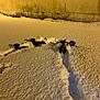 animal, cold, dark, dogs, footprints, fur, ground, night, outdoor, pet, playful, small_dog, snow, snowy, streetlight, trail, wall, warm_light, winter, yellow_light