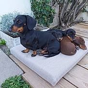 Marius participe au concours pour gagner de l'argent avec cette photo : animal, black_and_brown, brown, cushion, cute, dachshund, dog, ears, fur, greenery, group, outdoor, pet, plant, puppy, relaxing, resting, snout, tail, wooden_deck