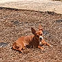 animal, brown_dog, canine, curious, daytime, dog, dry_twigs, ears, grass, ground, lying_down, nature, outdoor, pet, quiet, relaxed, resting, sidewalk, small_dog, sunlight