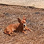 animal, brown_dog, daytime, dog, ears_up, grass, lying_down, nature, outdoor, pet, pine_needles, quiet, relaxed, resting, short_fur, sidewalk, small_dog, sunlight, sunny, white_patch