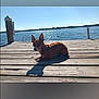 animal, blue_sky, brown_dog, calm, clear_sky, daytime, dock, dog, lake, nature, outdoor, pet, relaxing, shadow, small_dog, summer, sunlight, sunny, water, wooden_dock