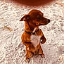 animal, brown_dog, canine, closeup, collar, companion, curious, cute, dog, looking_sideways, outdoor, paw, pet, playful, sand, shadow, small_dog, standing, sunlight, white_chest