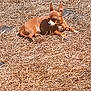 animal, brown_dog, calm, canine, daylight, dog, dry_grass, ears_up, grass, ground, lying_down, nature, outdoor, pet, quiet, relaxation, resting, small_dog, summer, sunlight