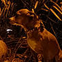 animal, blur, brown, collar, concrete, dark, dog, grainy, grass, nature, night, outdoor, pet, plant, quiet, shadow, side_view, sitting, stillness, wild
