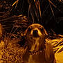 alone, animal, blurry, canine, collar, dark, dog, fur, grass, nature, nighttime, outdoor, pet, plants, quiet, shadow, sidewalk, still, street, yellow_light