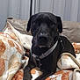 dog, black_dog, blanket, indoor, pet, canine, resting, couch, curtains, harness, looking_at_camera, cozy, fur, animal, companion, domestic_animal, portrait, relaxed, home, laying_down