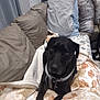 Ranger is registered to the contest to win money with this photo: dog, black_dog, blanket, couch, leather_couch, pillow, indoor, pet, animal, resting, cozy, living_room, fur, collar, comfort, relaxed, household, domestic, canine, blanket_pattern