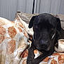 Ranger is registered to the contest to win money with this photo: dog, black_dog, blanket, patterned_blanket, indoor, curtain, furniture, pet, animal, cozy, resting, looking, brown_eyes, front_leg, close_up, home, comfort, relaxed, canine, domestic