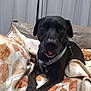 dog, black_dog, pet, indoor, blanket, couch, tongue_out, resting, lying_down, curtains, cozy, domestic, animal, canine, fur, collar, relaxed, comfort, home, portrait