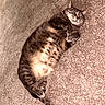 Scar joined the competition — help win amazing prizes! animal, belly, carpet, cat, cozy, cute, domestic, feline, fur, indoor, lying_down, mammal, paws, pet, relaxed, resting, sleepy, soft, tabby, whiskers