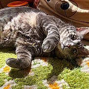 Scar joined the competition — help win amazing prizes! cat, gray_tabby, indoor, sunlight, shadow, rug, fluffy, relaxed, pet, animal, cozy, pillow, bear_design, floor, orange, green, resting, cute, feline, soft