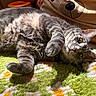 cat, gray_tabby, indoor, sunlight, shadow, rug, fluffy, relaxed, pet, animal, cozy, pillow, bear_design, floor, orange, green, resting, cute, feline, soft