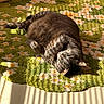 Scar joined the competition — help win amazing prizes! cat, tabby_cat, pet, sleeping, sunlight, indoor, rug, floral_pattern, green_rug, tile_floor, cozy, relaxed, feline, fur, paw, shadow, home, comfort, cute, animal