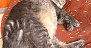 Scar joined the competition — help win amazing prizes! cat, gray_cat, tabby, pet_bed, donut_bed, indoor, wood_paneling, curtain, relaxed, sleepy, feline, animal, fur, paw, tail, cozy, resting, floor_tile, household, cute