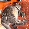 cat, gray_cat, tabby, pet_bed, donut_bed, indoor, wood_paneling, curtain, relaxed, sleepy, feline, animal, fur, paw, tail, cozy, resting, floor_tile, household, cute