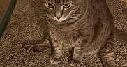 Scar is registered to the contest to win money with this photo: animal, carpet, cat, cute, domestic_animal, ears, feline, floor, fur, gray_cat, home, indoor, looking_down, mammal, paws, pet, sitting, tabby, tile, whiskers