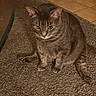 Scar is registered to the contest to win money with this photo: cat, gray_cat, tabby, pet, animal, carpet, indoor, floor, tile, fur, whiskers, ears, paws, sitting, cute, looking_down, home, feline, domestic_animal, mammal