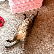 Scar is registered to the contest to win money with this photo: animal, carpet, cat, cozy, domestic_cat, fluffy, four_legs, fur, furniture, home, indoor, lying_down, paw, pet, pink_chair, relaxed, resting, tabby, tail, whiskers