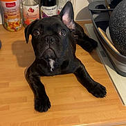 Arès participe au concours pour gagner de l'argent avec cette photo : dog, black_dog, puppy, kitchen, countertop, bottles, utensils, wooden_surface, curious, pet, domestic, indoor, lying_down, white_patch, ears, face, eyes, front_paws, mischievous, cute