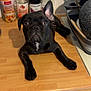 dog, black_dog, puppy, kitchen, countertop, bottles, utensils, wooden_surface, curious, pet, domestic, indoor, lying_down, white_patch, ears, face, eyes, front_paws, mischievous, cute
