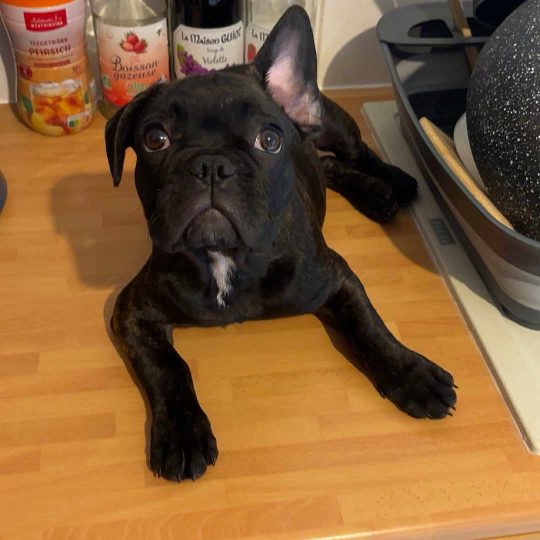 Arès participe au concours pour gagner de l'argent avec cette photo : black_dog, bottles, countertop, curious, cute, dog, domestic, ears, eyes, face, front_paws, indoor, kitchen, lying_down, mischievous, pet, puppy, utensils, white_patch, wooden_surface