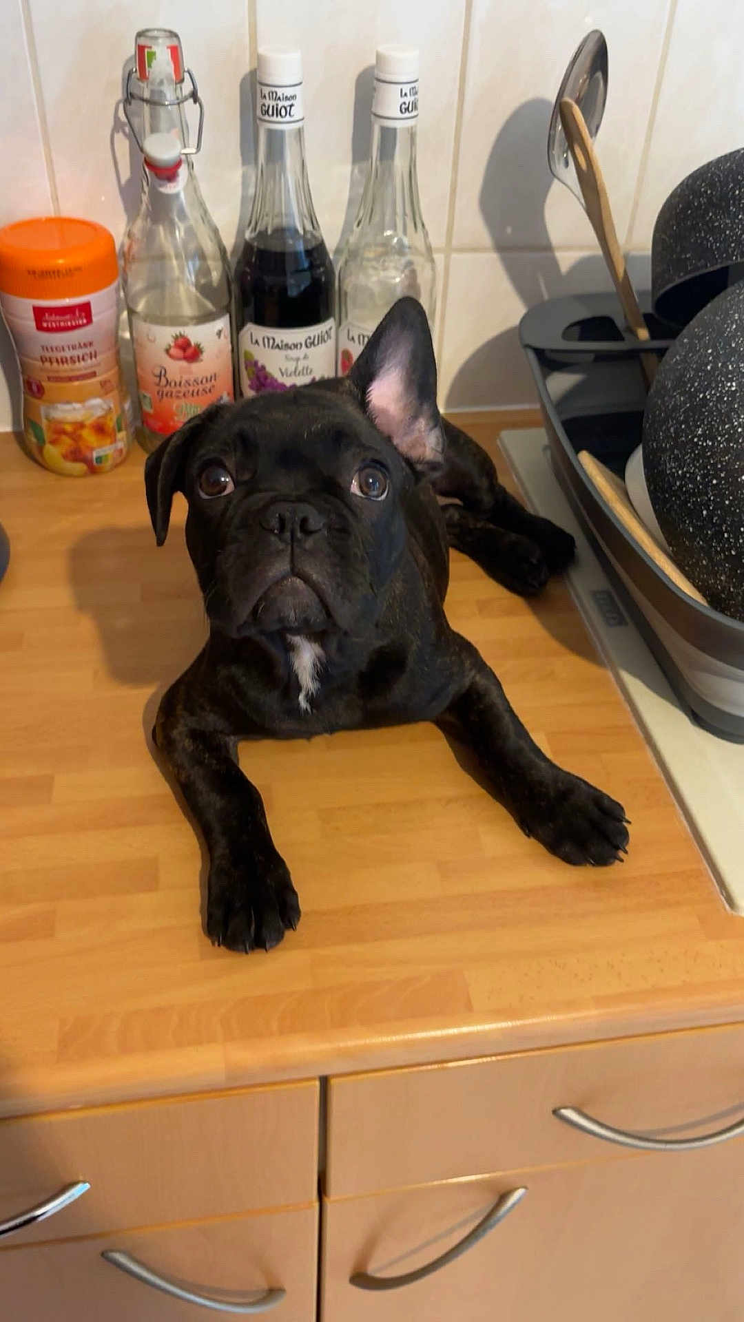 Arès participe au concours pour gagner de l'argent avec cette photo : dog, black_dog, puppy, kitchen, countertop, bottles, utensils, wooden_surface, curious, pet, domestic, indoor, lying_down, white_patch, ears, face, eyes, front_paws, mischievous, cute