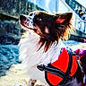 Voyou a rejoint le concours — aidez-le/la à gagner de superbes lots ! dog, outdoor, beach, harness, black_and_white, fur, ears, pet, animal, sunlight, portrait, closeup, canine, side_view, looking_up, nature, daylight, cute, fluffy, leash